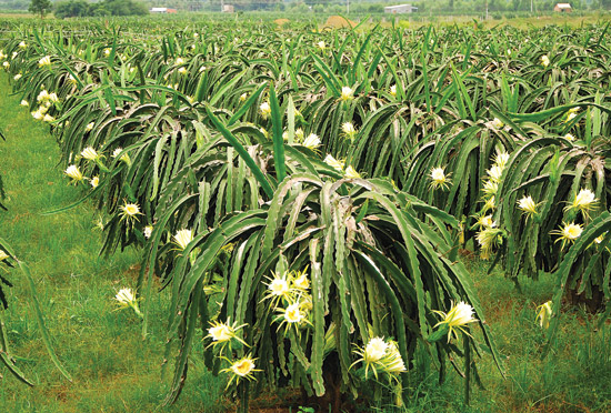 معرفی و راهنمای پرورش درختان میوه - پیتاهایا